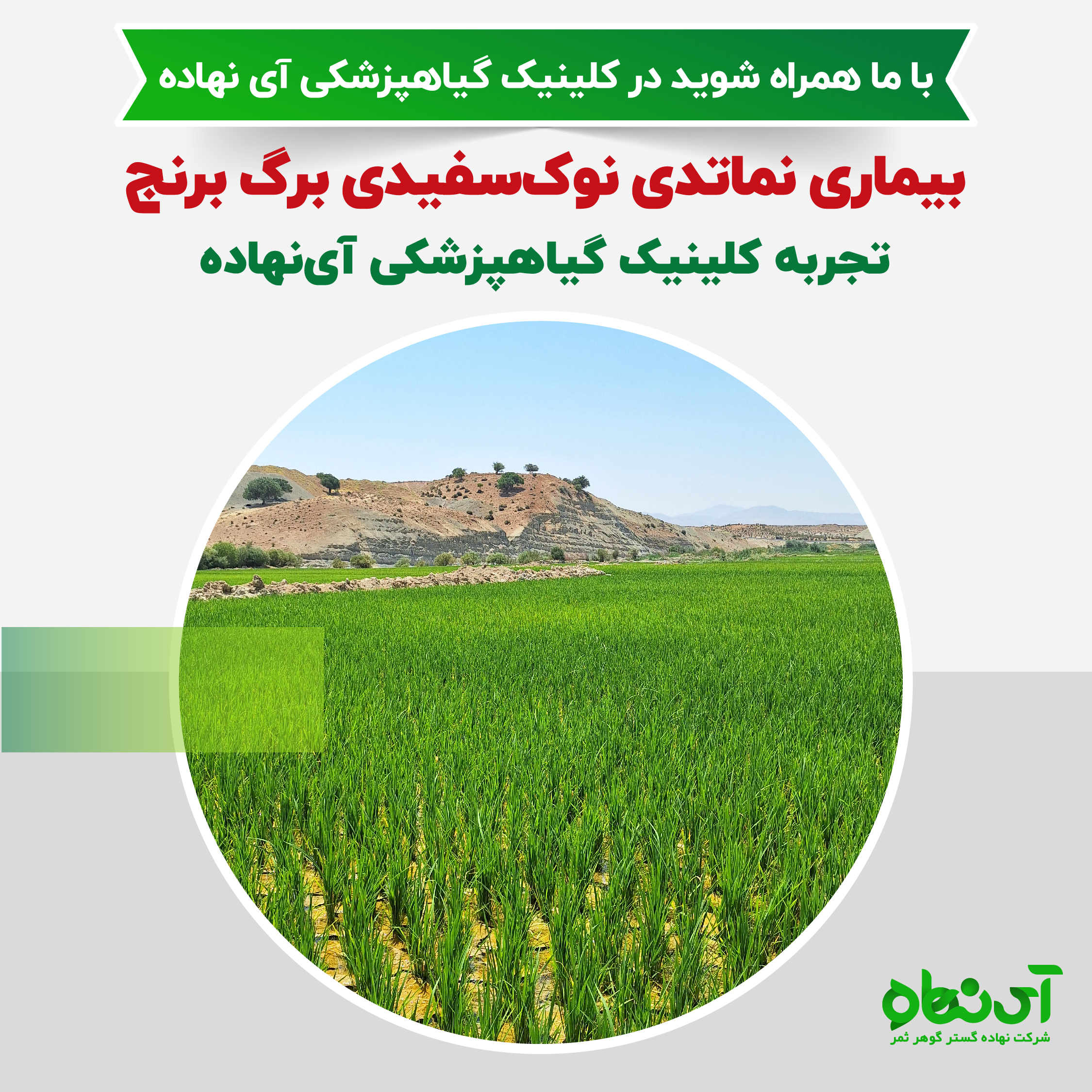 بیماری نماتدی نوک سفیدی در برگ برنج